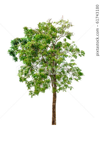 tree and leaf beautiful on white background 61743180