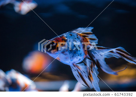 Goldfish Goldfish 61743392