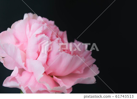 pink carnation 61743513