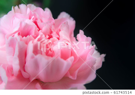 pink carnation pink carnation 61743514