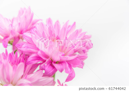 粉色菊花 粉色菊花 61744042