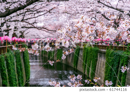 Cherry blossom rows along the Meguro river in Cherry blossom rows along the Meguro river in 61744116