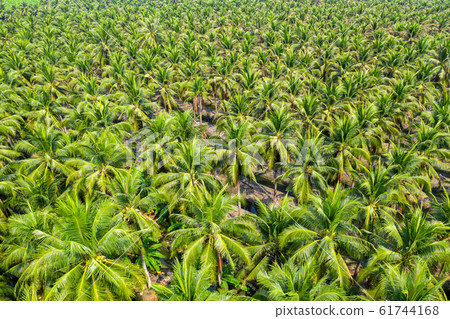 Aerial view of Coconut palm trees plantation. 61744168