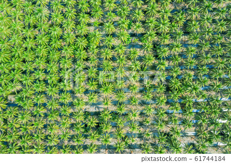 Aerial view of Coconut palm trees plantation. Aerial view of Coconut palm trees plantation. 61744184