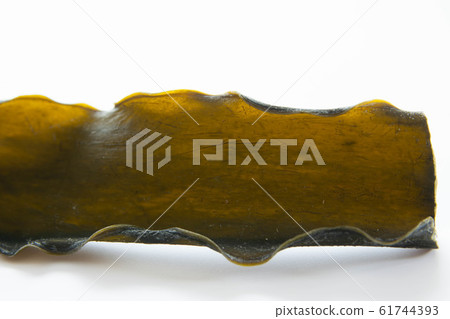Kelp Kelp 61744393