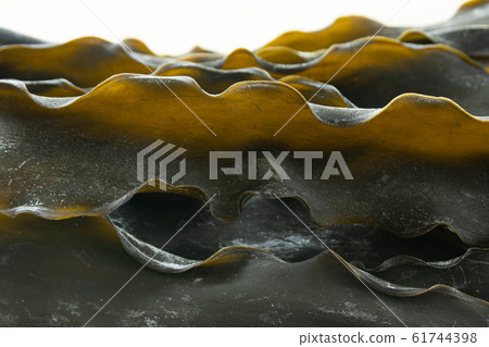Kelp 61744398