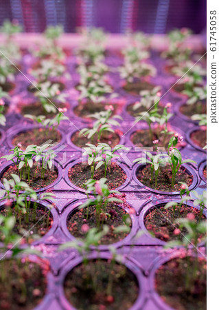 Perspective background of many rows of green seedlings growing in small pots Perspective background of many rows of green seedlings growing in small pots 61745058