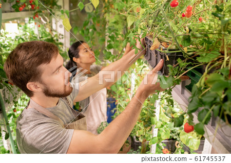 Young male worker of greenhouse taking black plastic box with growing tomatoes 61745537