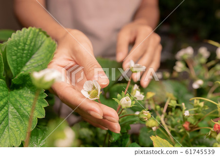 Hands of young contemporary female farmer or gardener holding strawberry blossom 61745539