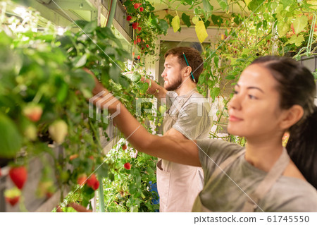 Young male gardener in apron and casualwear taking care of strawberries Young male gardener in apron and casualwear taking care of strawberries 61745550