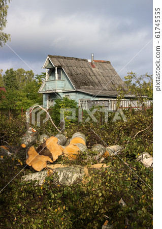 Sawing up birch tree and the old rural house Sawing up birch tree and the old rural house 61745555