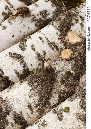 Sawed birch trees as a background Sawed birch trees as a background 61745564