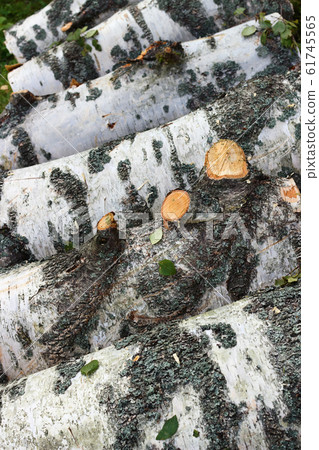 Heap of the sawed birch trees Heap of the sawed birch trees 61745565