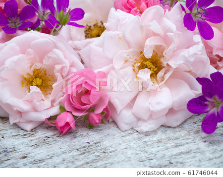 Large pale pink and small bright pink roses and 61746044
