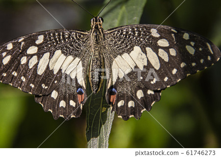 Multicolored butterfly on the green leaves of a 61746273
