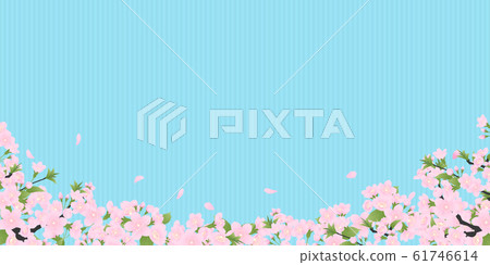 Yoshino cherry tree 61746614