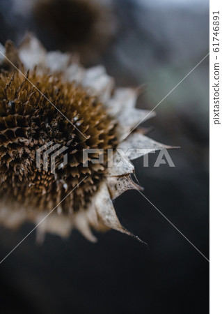 Withered bush with sunflower flowers on a background of an old tree and a house. Autumn gloomy mood 61746891