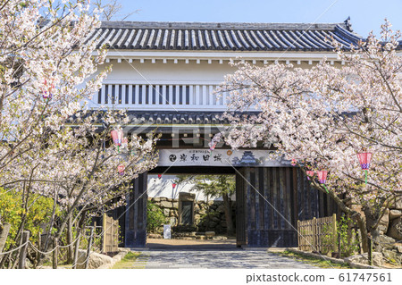 大阪府/岸和田城/春季/櫻花/大手門 61747561