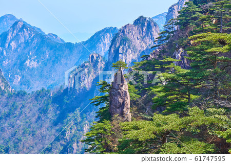 中國黃山夢刷花 61747595