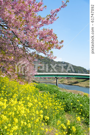 [河津櫻南水町] 61747892
