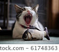 Yawning Tabby Cat 61748363