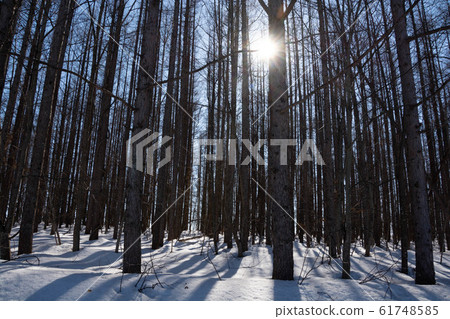 春季森林和陽光 春季森林和陽光 61748585