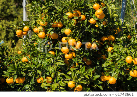 Tangerine tree 61748661