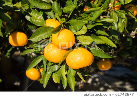 Tangerine tree 61748677