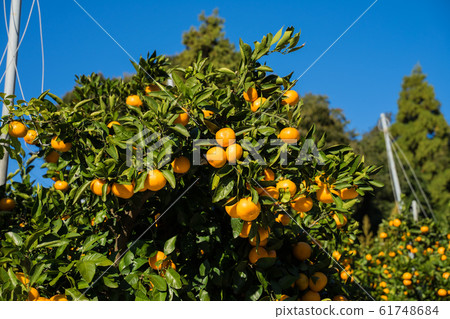Tangerine tree 61748684