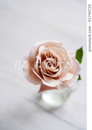 Barra Julia 61748720