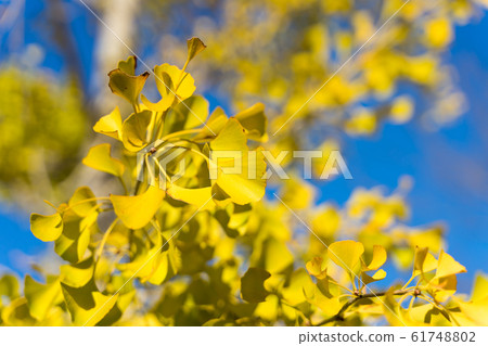 銀杏秋葉 61748802