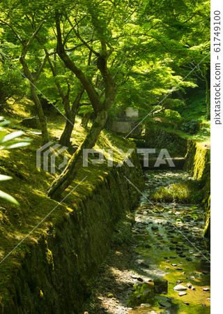 京都東福寺的藍楓 京都東福寺的藍楓 61749100