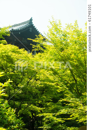 京都東福寺的藍楓 京都東福寺的藍楓 61749101