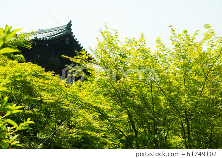 京都東福寺的藍楓 61749102