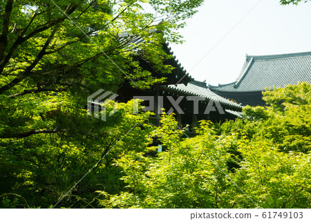 京都東福寺的藍楓 京都東福寺的藍楓 61749103
