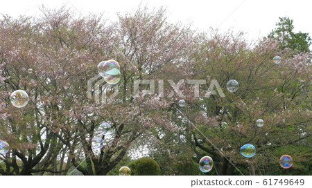 Sakura and soap bubbles 61749649