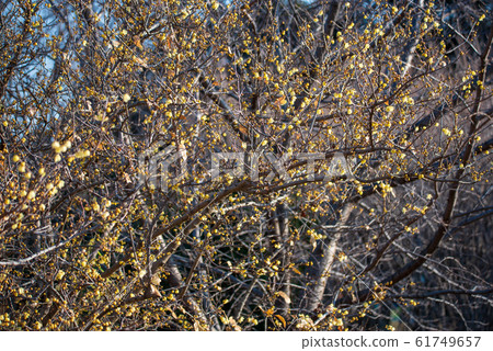 大宮花之鄉農業森林公園row玉row 照片素材 圖片 圖庫