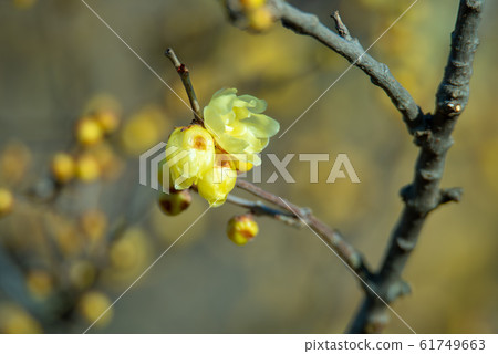 大宮花之鄉農業森林公園Row玉Row 61749663