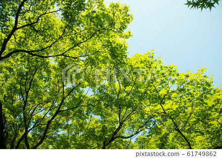 Blue maple of Tofukuji temple in Kyoto Blue maple of Tofukuji temple in Kyoto 61749862