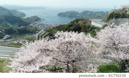 Sakura aerial view of Saiyo City No Fukui, the view from the boat is superb Sakura aerial view of Saiyo City No Fukui, the view from the boat is superb 61750230