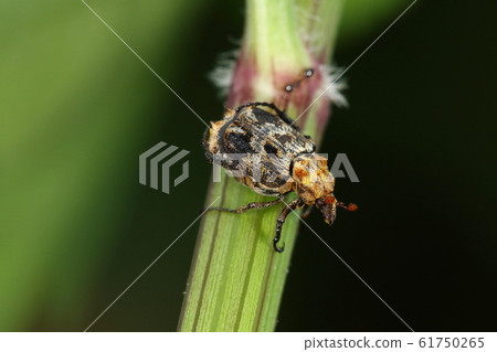 A living creature, an insect, Jonaguni Hiratahanaguri, about 5 mm long. A colorful body with a square body A living creature, an insect, Jonaguni Hiratahanaguri, about 5 mm long. A colorful body with a square body 61750265