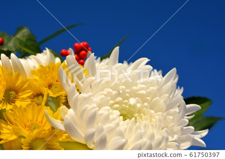 白菊花,黃菊花,紅色的一千朵花,新年的花,花圖像素材,日本素材,藍天背景 白菊花,黃菊花,紅色的一千朵花,新年的花,花圖像素材,日本素材,藍天背景 61750397