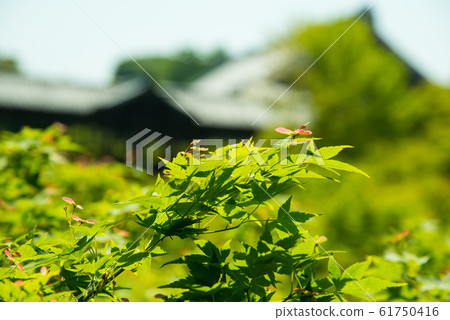 Blue maple of Tofukuji temple in Kyoto Blue maple of Tofukuji temple in Kyoto 61750416