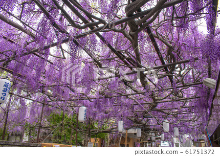 熊野海道新津宿的紫藤格子 61751372