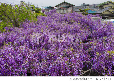 Wisteria trellis of Kumano Kaido Shindatsu-juku 61751375