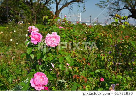 Hill Park where Yokohama · Harbor can be seen 61751980