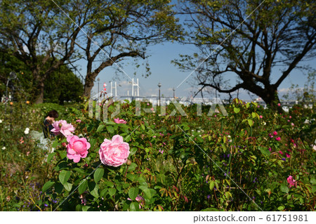 可以看到橫濱·港口的山公園 61751981