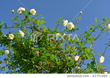 Hill Park where Yokohama · Harbor can be seen 61751998