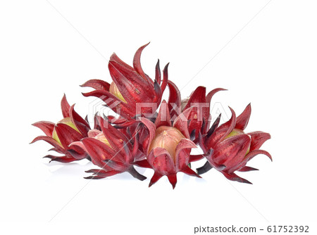 roselle hibiscus on white background roselle hibiscus on white background 61752392
