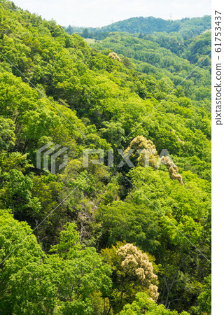 Osaka Prefectural Forest Fresh greenery in Hoshida-enchi 61753437